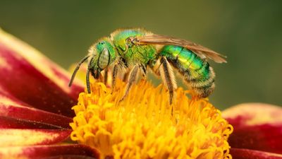 Don’t swat that ‘fly’: 5 safe ways to deter sweat bees from your yard without getting stung