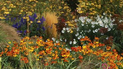 These Plants Need Feeding in August – Give Them a Late-Summer Boost for More Flowers and Fruit