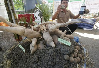 Protecting Thailand's cassava edge
