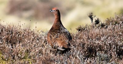 Scotland's red grouse are disappearing. Researchers think they know why