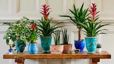 Spider Mites Invade Houseplants in August and Can Destroy Them Fast – Here's How to Stop Them Spreading For Good