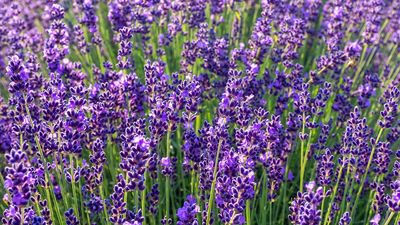August is the best month to prune lavender — but avoid making this one mistake