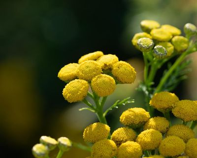 Country diary: One flower here is thriving, defying the drought