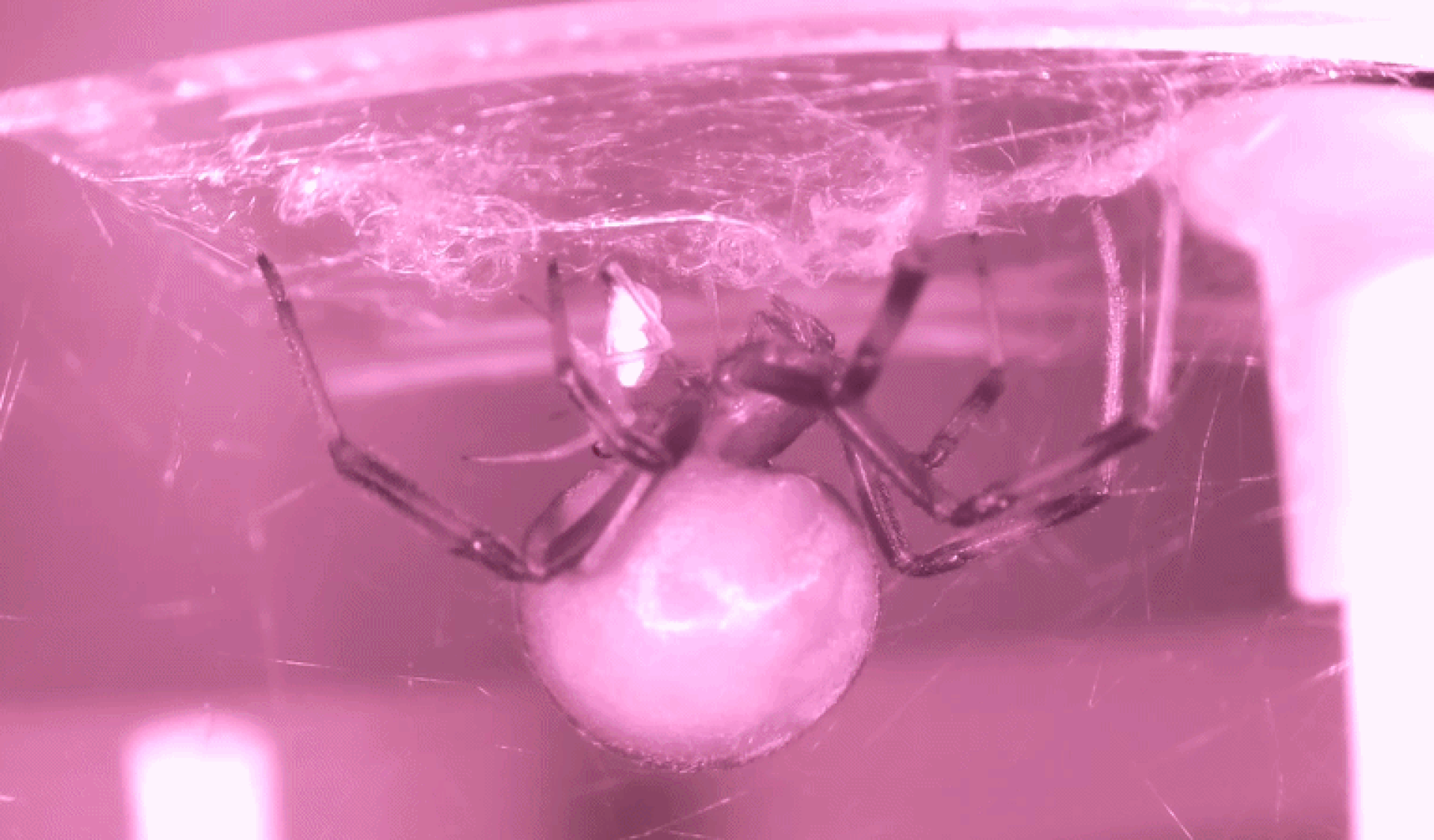 Genetics triggers male black widows to blackflip into death, study finds