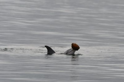 Dolphins caught on camera using seashells to catch fish for first time