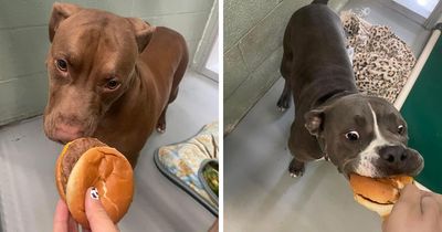This Shelter Treats Its Dogs To Hamburgers, And Here Are 44 Pics Showing Their Reactions