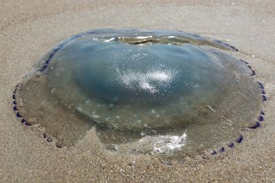 Huge swarm of jellyfish shut down nuclear reactors at power plant after clogging pumps