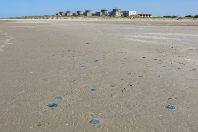 Massive jellyfish invasion shuts down French nuclear reactors