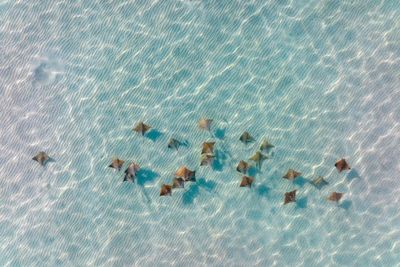 Drone footage shows rare bird’s-eye view of stingrays off New York coast