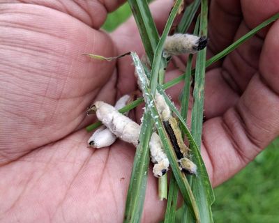 Halting the march of the armyworm: fungus discovery offers hope to African farmers