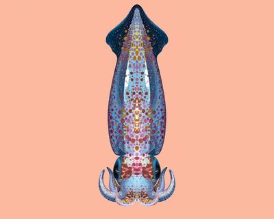 ‘Like an alien invasion’: the neon flying squid that can fly in formation above the ocean