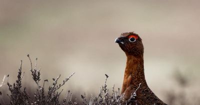Countryside treated as 'playground for blood sports' as grouse shooting season begins