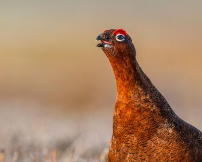 Top chefs find grouse in short supply as wildfires add to heat over shoots