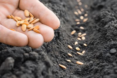 Should You Cover Freshly Sown Seeds With Burlap?