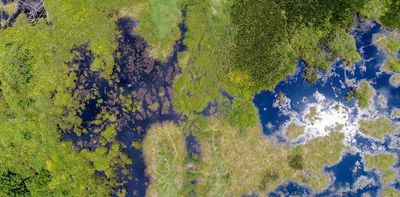 Putting out wildfires: how peat restoration has reduced fire risk in Indonesia’s tropical forests