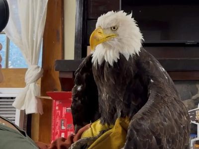 Jackie the Big Bear eagle dies: Why millions are heartbroken