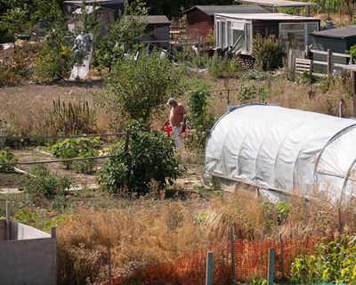 Tell us: how is your garden or allotment coping with the heat and drought?