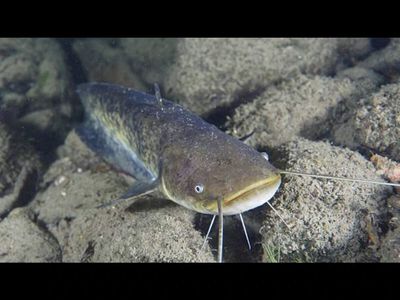 In 2012, anglers and biologists reported strange black tumors on catfish in a Vermont-Quebec lake. Years later, genetic testing revealed the shocking outcome: The tumors are a rare contagious cancer spreading between fish