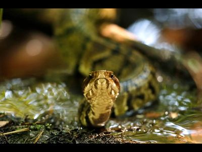 In 80 million BCE, an ancient reptile left behind a crucial fossil showing how limbs disappeared. 80 million years later, scientists found it suggested early snakes may have evolved across both land and water