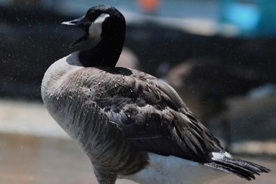 Honk if your barn is burning: pet goose alerts sleeping Texas family to blaze