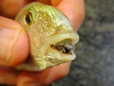 This ocean parasite kills a fish's tongue and ten takes its place; what makes the tongue-eating louse so different