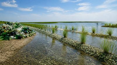 2 New Orleans students crushed millions of discarded bottles into recycled glass sand to fight coastal erosion; the result transformed Louisiana's sinking marshes by anchoring new grass and helping rebuild one of America's most vulnerable coastlines