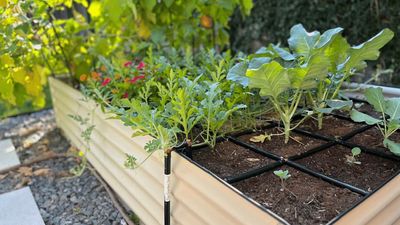 This Raised Bed Could Be a Heatwave Game-Changer – It Has Built-In Irrigation to Stop Plants From Wilting