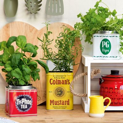 The 5 best herbs to grow on a kitchen countertop if you want fresh flavours at your fingertips – low-maintenance picks that will thrive indoors