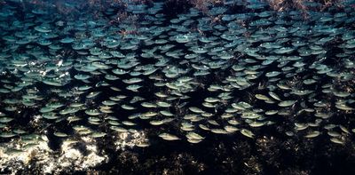 Did you know there’s a vast reef network off the north coast of Australia? Few do – and that’s a problem
