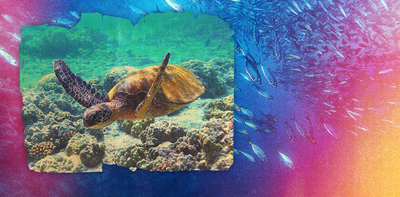 Marine heatwaves are cooking our ocean ecosystems – and will only become more common