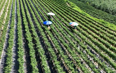 Potatoes ‘boil’ in the ground as record heatwave sweeps across swathes of Asia