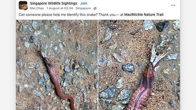 Smartphone photographer gets dangerously close to rare venomous snake – which is why wildlife is best suited to long lenses