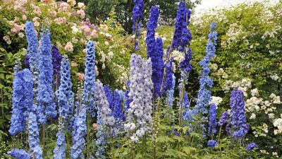 How to Revive Tired Delphiniums – 5 Tasks for a Second Flush of Flower Spikes