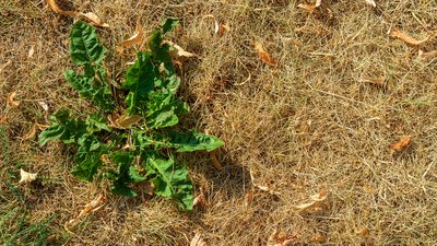 Can you remove stubborn lawn weeds during a heatwave without ruining grass? A lawn care expert reveals all