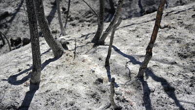 Potatoes 'boiling' in ground, livestock dead: Record heat ruins harvest in South Korea, Japan, Hong Kong