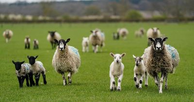 Second case of potentially deadly livestock virus found in Scotland