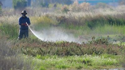 West Nile virus surge in Greece with Attica at the epicentre