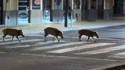 Wild boar roam Portuguese streets: Video shows animals using pedestrian crossing at night