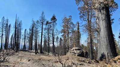 Thousands of donors raised $15.65 million to save a 530-acre California sequoia grove, but the Castle Fire killed more than 100 ancient trees
