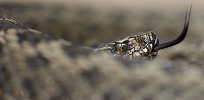 Why snake venom may have evolved to catch dinner, not for defence