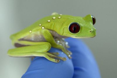 The Frog Microbe That Erased Tumors in Mice Has Its Own Medical File, and It Involves Sepsis in Cancer Patients