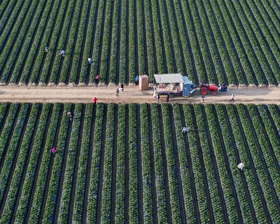 California bans paraquat, highly toxic herbicide outlawed in more than 70 countries