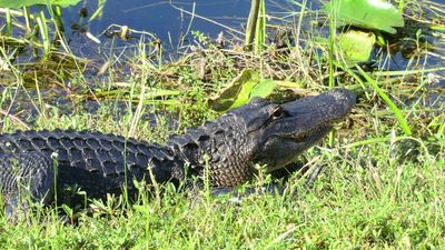 Florida woman’s arm torn off by alligator while she was swimming in prohibited area. But her son claims it’s all because of tourists