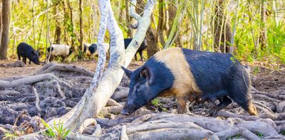Controlling wild pigs can work if it’s a group effort