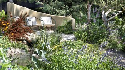 Perennials to Cut Back Now for a Second Flush of Blooms – and The Ones to Leave Alone