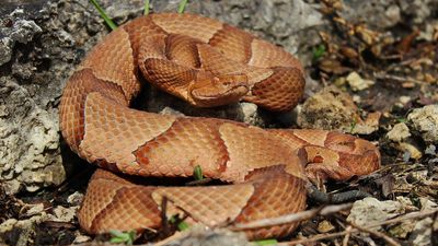 A Missouri farmer spots record 47 copperhead snakes on his property after more than 50 years living there