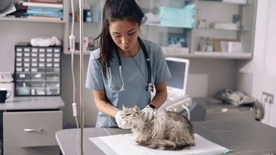 Two of Four Cats with Bird Flu in One California Household Survived After Early Antiviral Treatment