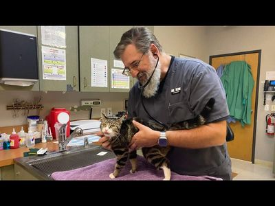 Oregon veterinarian, 59, quit his $150,000 executive job for 'soft retirement'—now, he earns almost twice as much while working flexible shifts on his own terms, spending more time with family and escaping corporate burnout