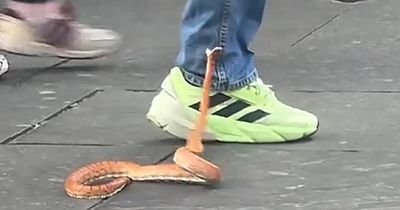 Escaped snake on the loose in Glasgow city centre biting shoppers