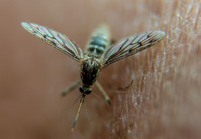 CDC Advisory Reports About 40% Mortality in Published Arbovirus Brain Infections Among Patients on B Cell Depleting Drugs